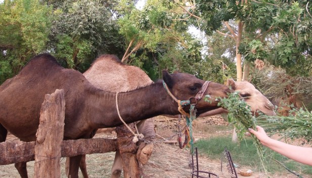 Nubisches Dorf (1).jpg